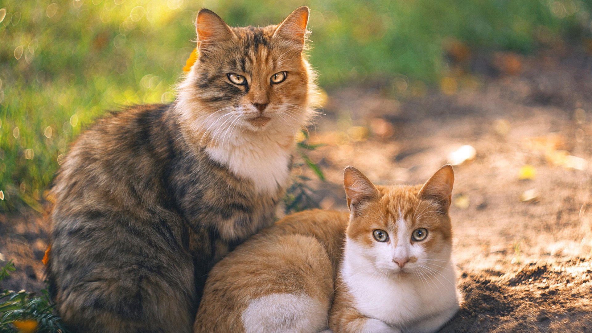 开云体育下载-从NBA总决赛之夜到绿茵场，京多安，舞台越大越强